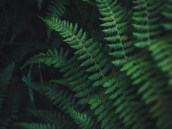 Hobart Holotropic Breathwork - Nov 2020