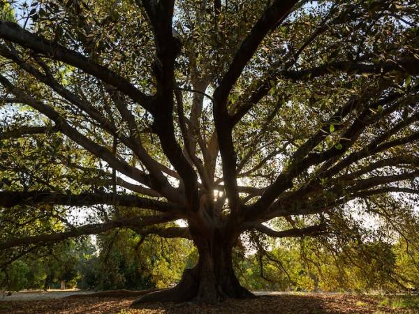 Sydney August 2023 Holotropic Breathwork Workshop