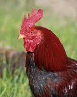 domestic animal extinction
