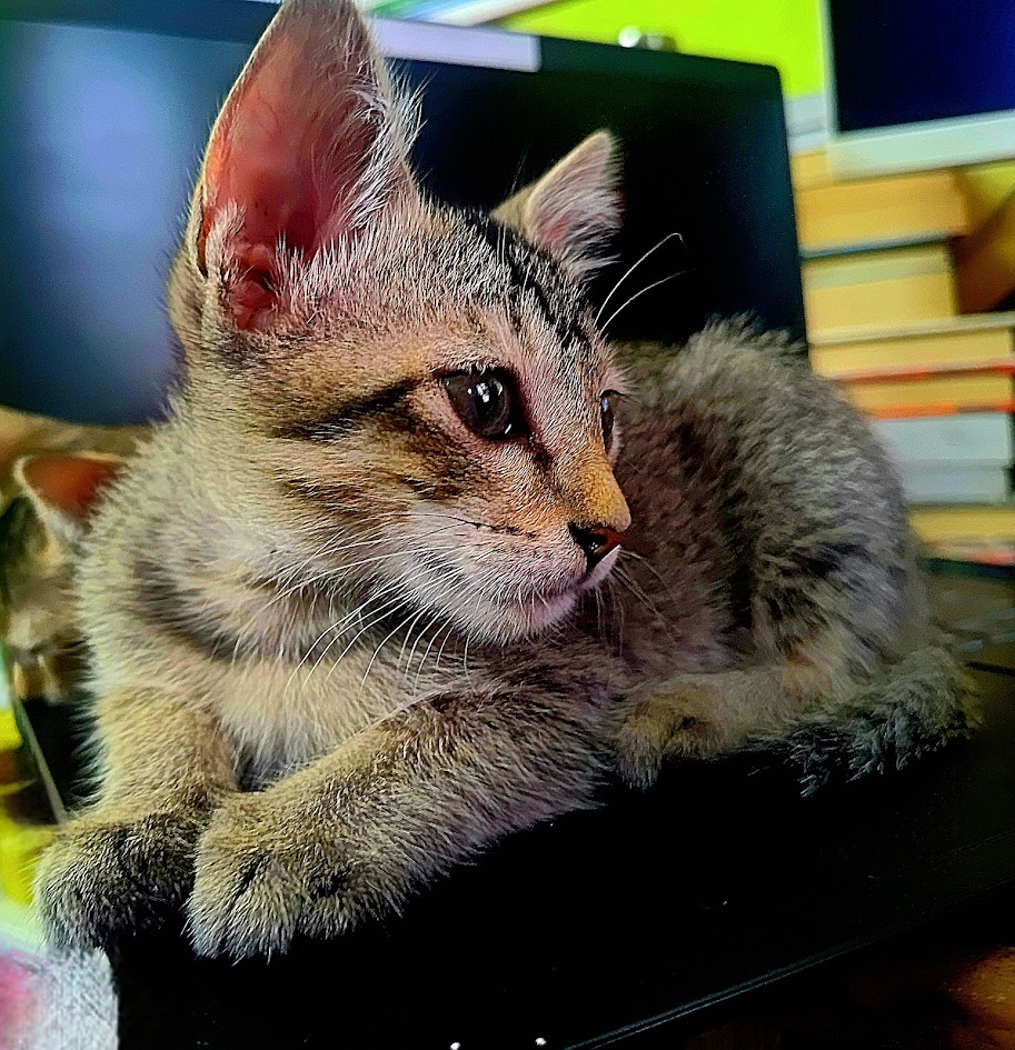 A cat