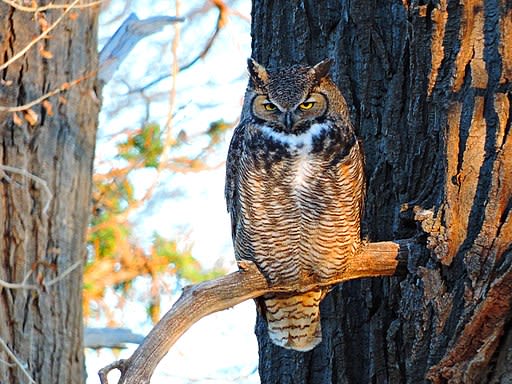 A Great Horned Owl sits on a branch facing the camera.