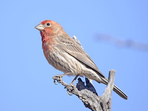 The house finch perched on a thin branch against a blue sky shows it's pale red feathers that fade into brown on its body.