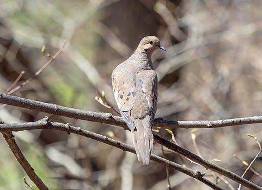 The Mourning Dove perched on a branch with its earthy coloration blending into the background.