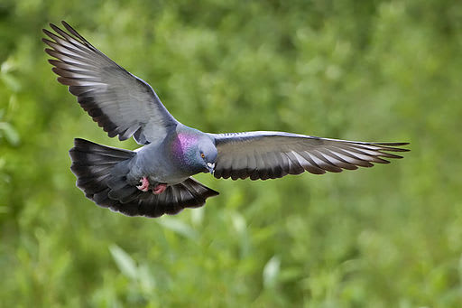 The common pigeon is shown with wings spread as it flies.