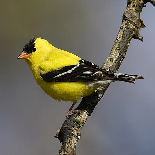 An American Goldfinch perched on a stick.