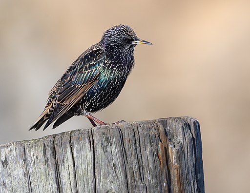 The european starling surveys its surroundings while perched on a wooden post.