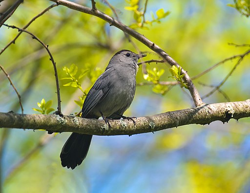 The western wood pewee perches on a branch looking for its next meal.