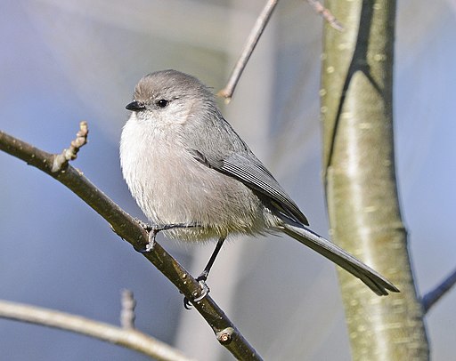 An american bushtit looks out for its flock on a thin branch in the winter.