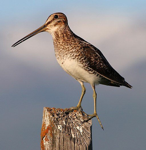 The Wilson's snipe with its long, slender beak slightly open, perches on a wooden stump on the edge of the water.