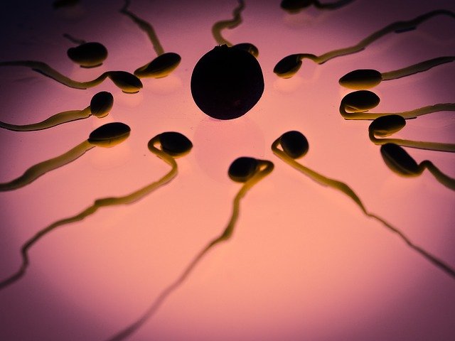 Sperm