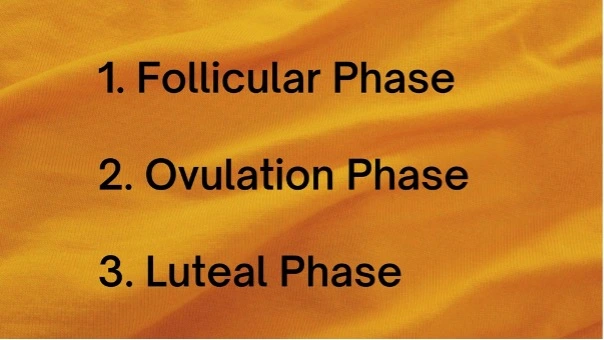 When Is Ovulation In The Menstrual Cycle?