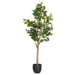 Plante sitrontre potte 130cm