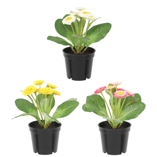 Plante Primula 18cm 3 assorterte farger