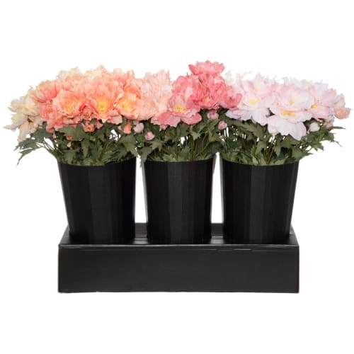 Plante Valmuegren 60 cm assortert