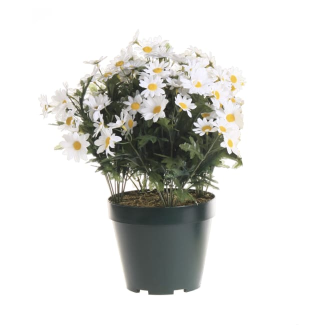 Plante margeritt hvit 40cm
