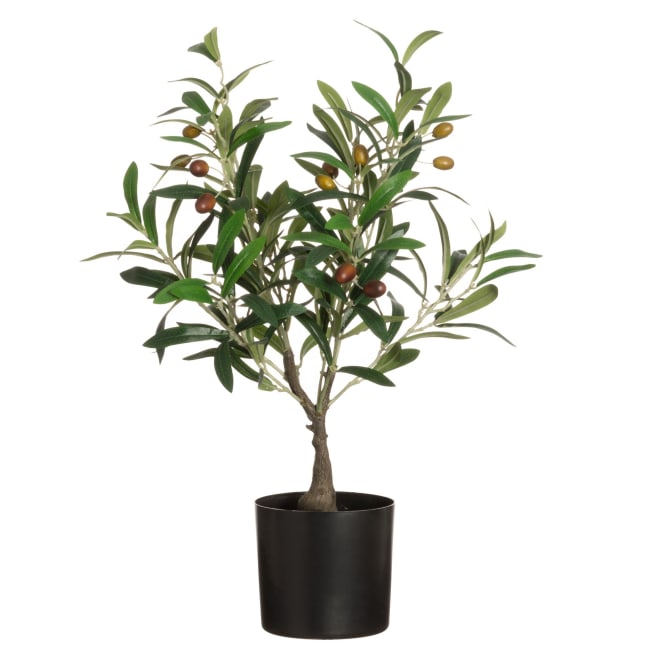 Plante Oliventre i potte 60 cm