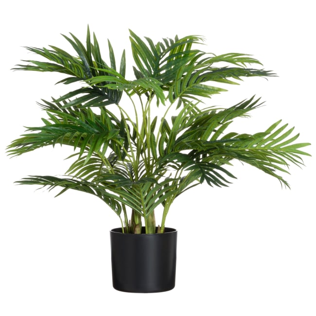 Plante palme i potte 70 cm