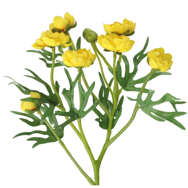 Plante Ranunkel gren 50 cm