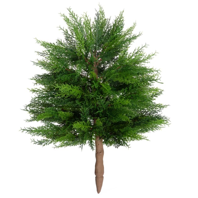 Plante Thuja 43 cm