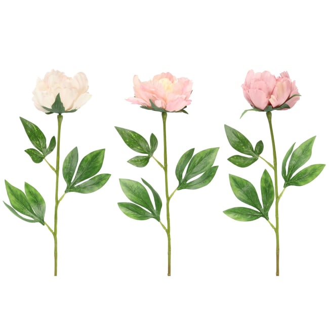 Plante Peoner stilk 60cm 3ass