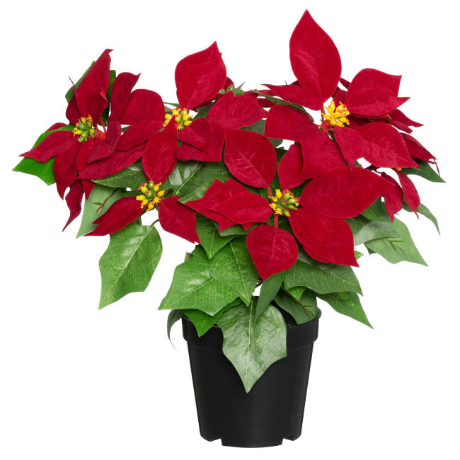 Plante Julestjerne i potte 38 cm