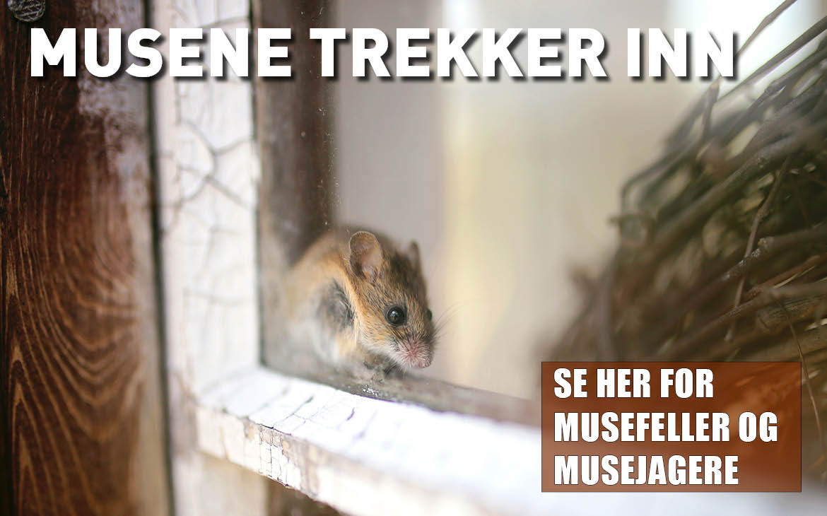 Musene trekker inn. Se her for musefeller og musejagere