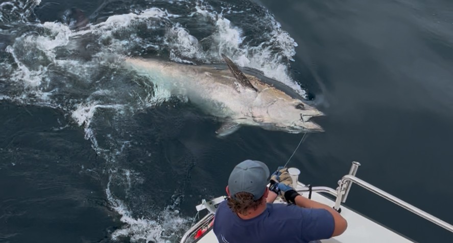 Atlantic bluefin tuna being handled during research off North East England