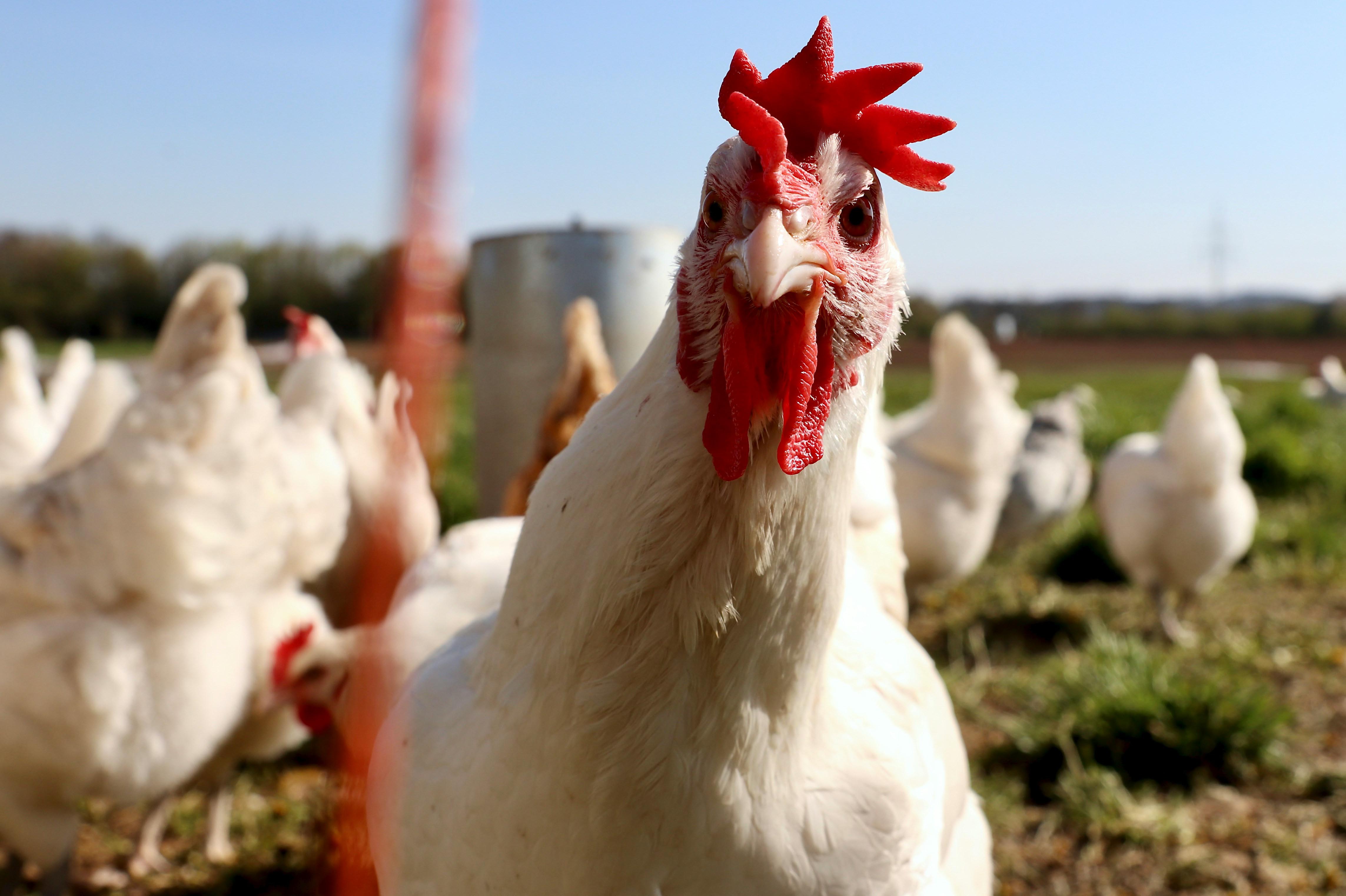 Chicken pictured for University of Bristol research into immune responses and bacterial infection