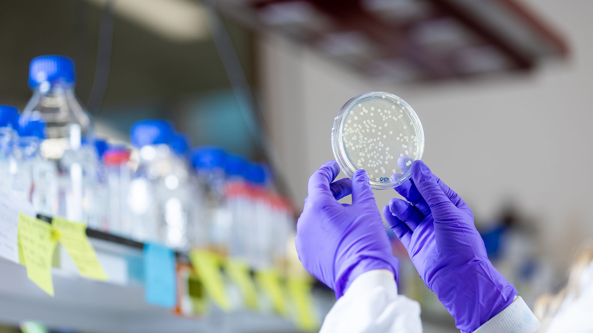 Gloved hands holding a laboratory dish, accompanying antimicrobial resistance research at Manchester