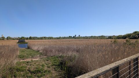 Reedbeds and wetland habitat at Portrack Marsh in Stockton-on-Tees
