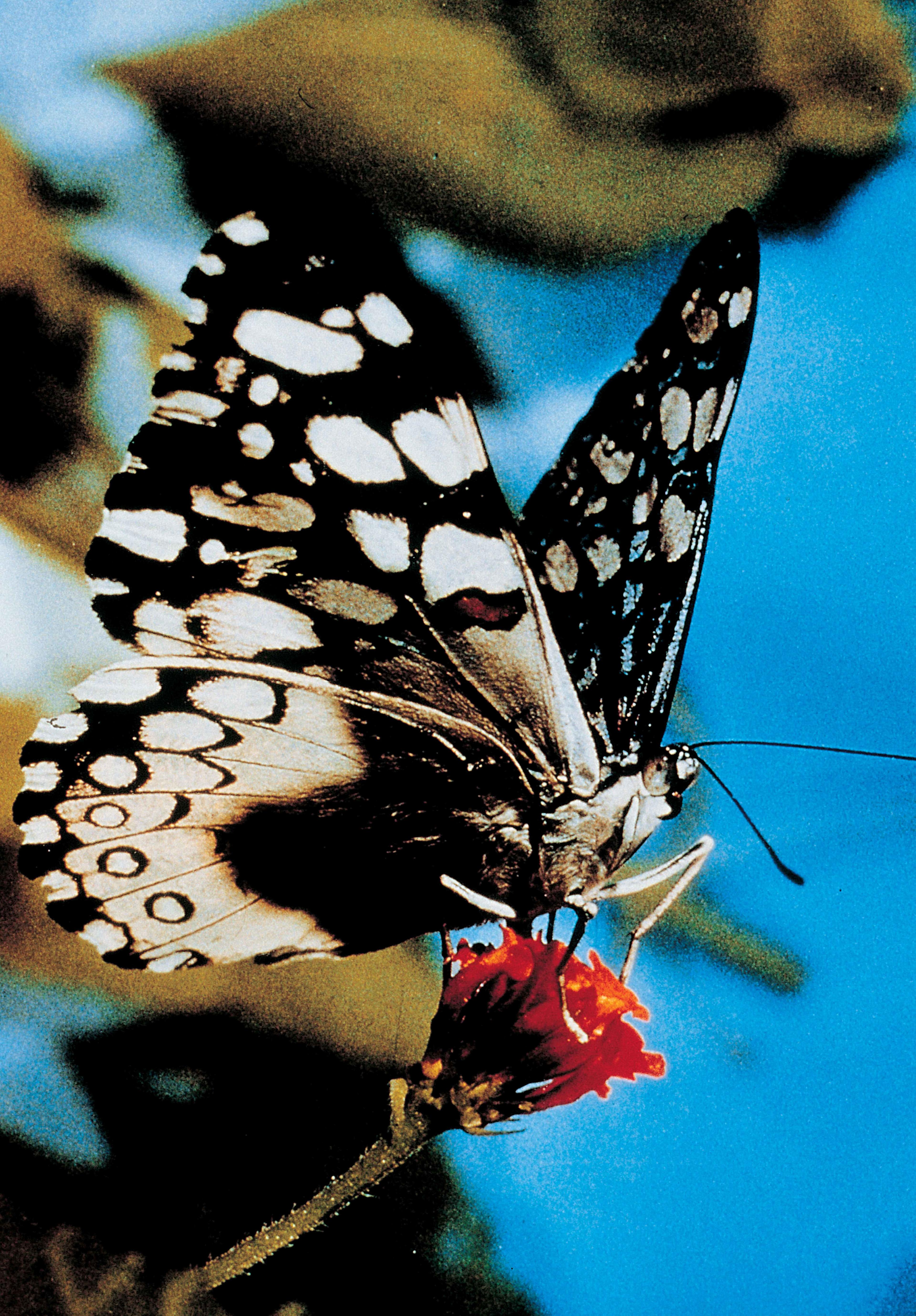 flicker-image-3