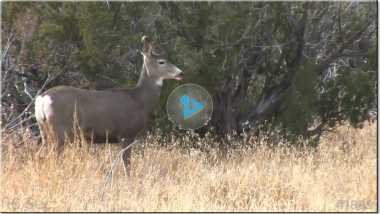 Template #1889: Antelope Outdoors