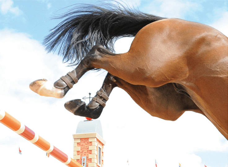 Locking Stifle Genetic Problems Horses Encounter With This Issue