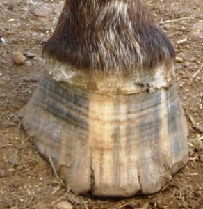 hoof showing poor condition with cracks and flares