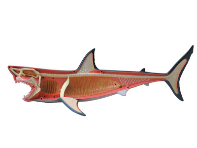 4d vision cheap shark