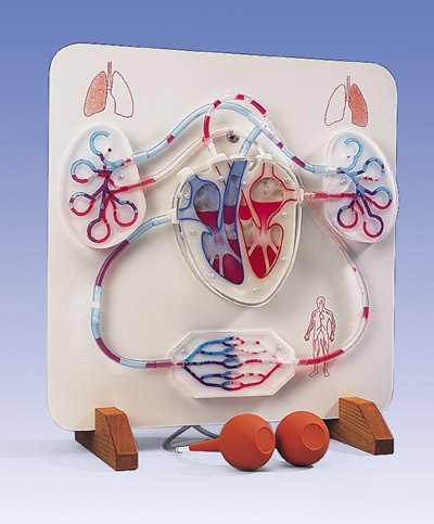 Very Goods | Functional Heart and Circulatory System