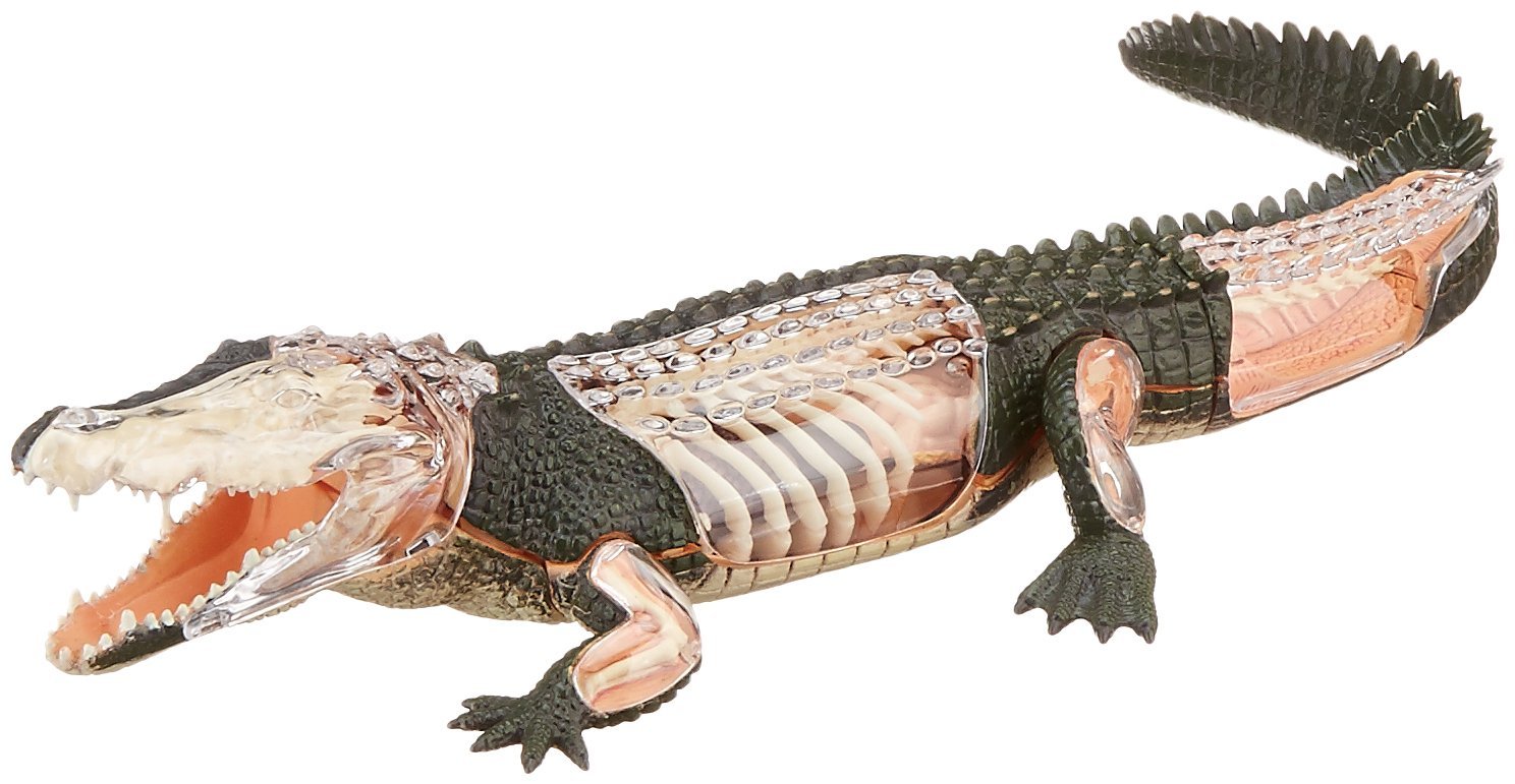 Костный скелет пресмыкающихся. Внешнее строение крокодила. Миссисипский аллигатор строение. Внешнее строение крокодила. Строение крокодила внутреннее и внешнее.