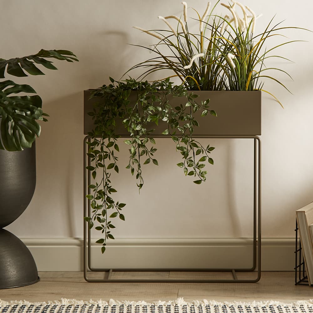 cat palm plant care Cat Palm main image 0
