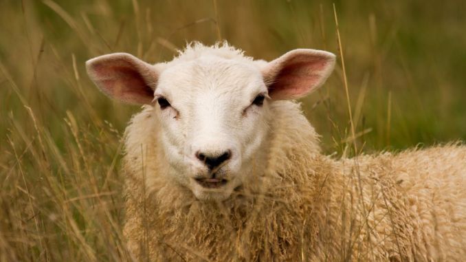 sheep