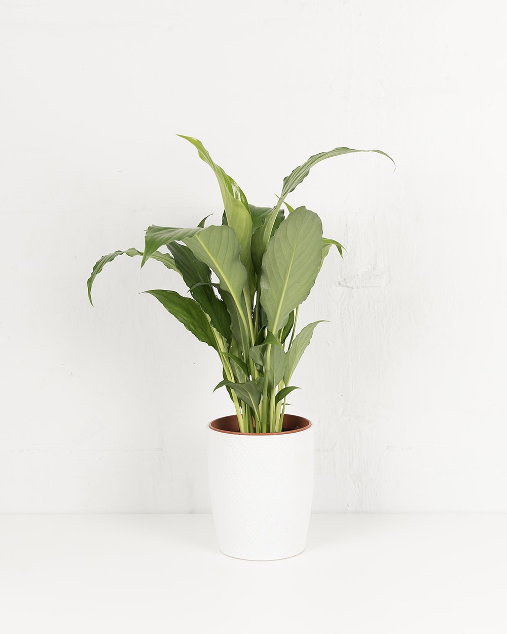Peace Lily 120mm, Melbourne Indoor Plants by Fig & Bloom