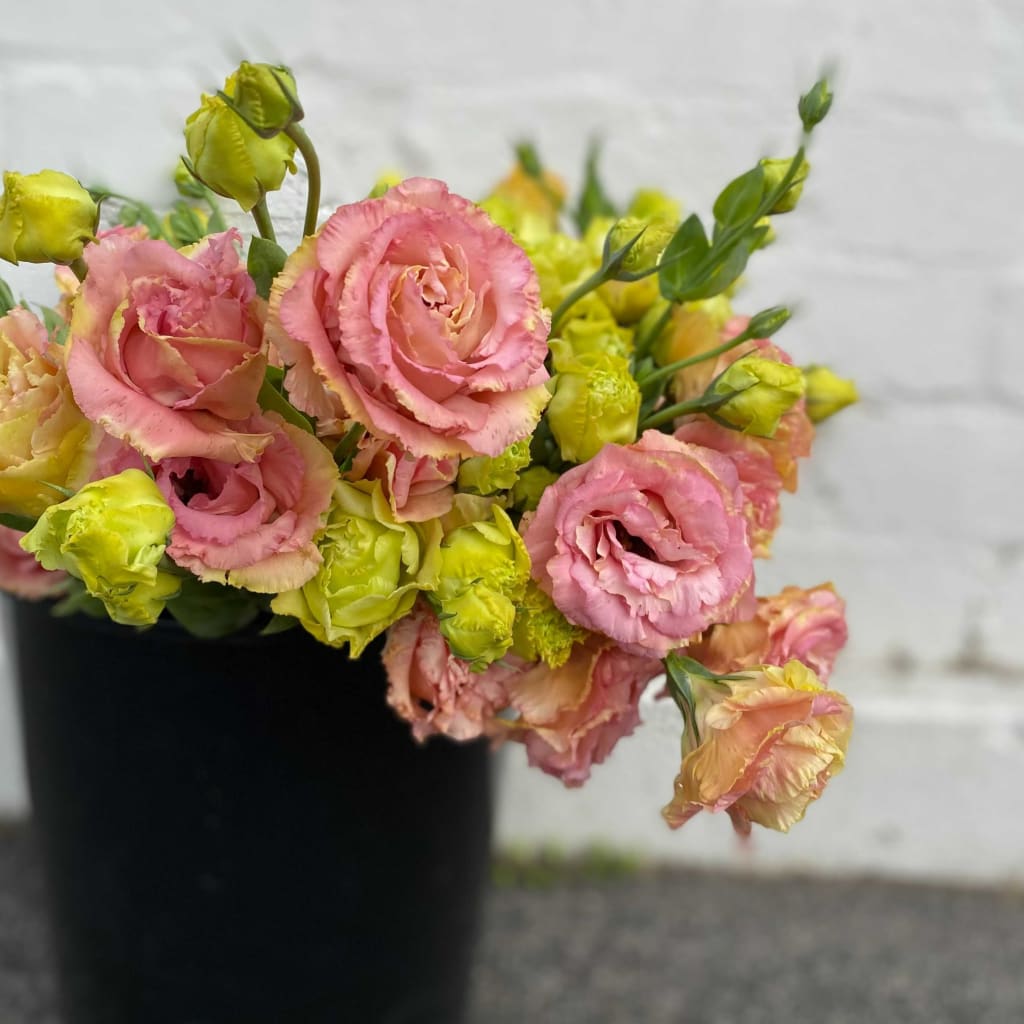 Apricot Lisianthus