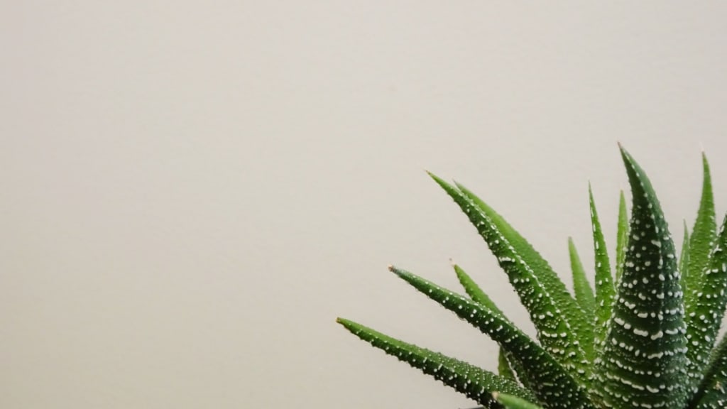 Haworthia