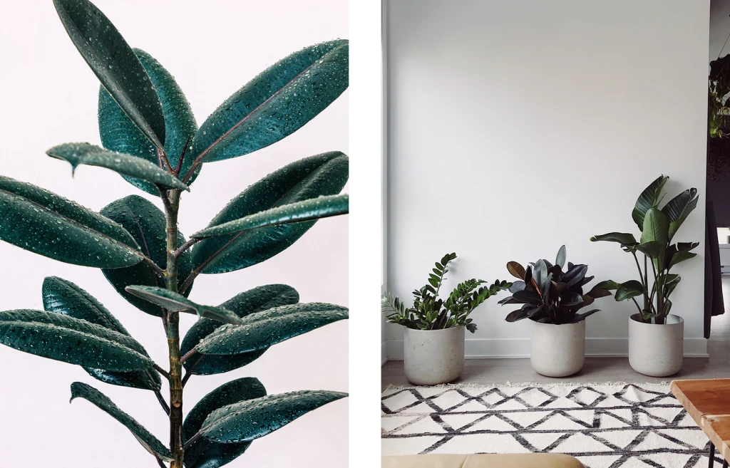 common problems with rubber plants