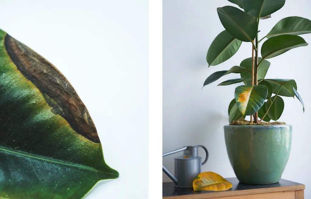 brown and yellow leaves on rubber plant
