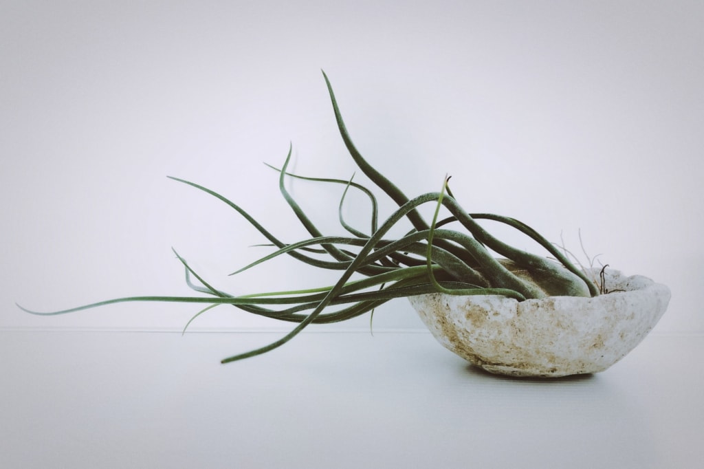 Tillandsia