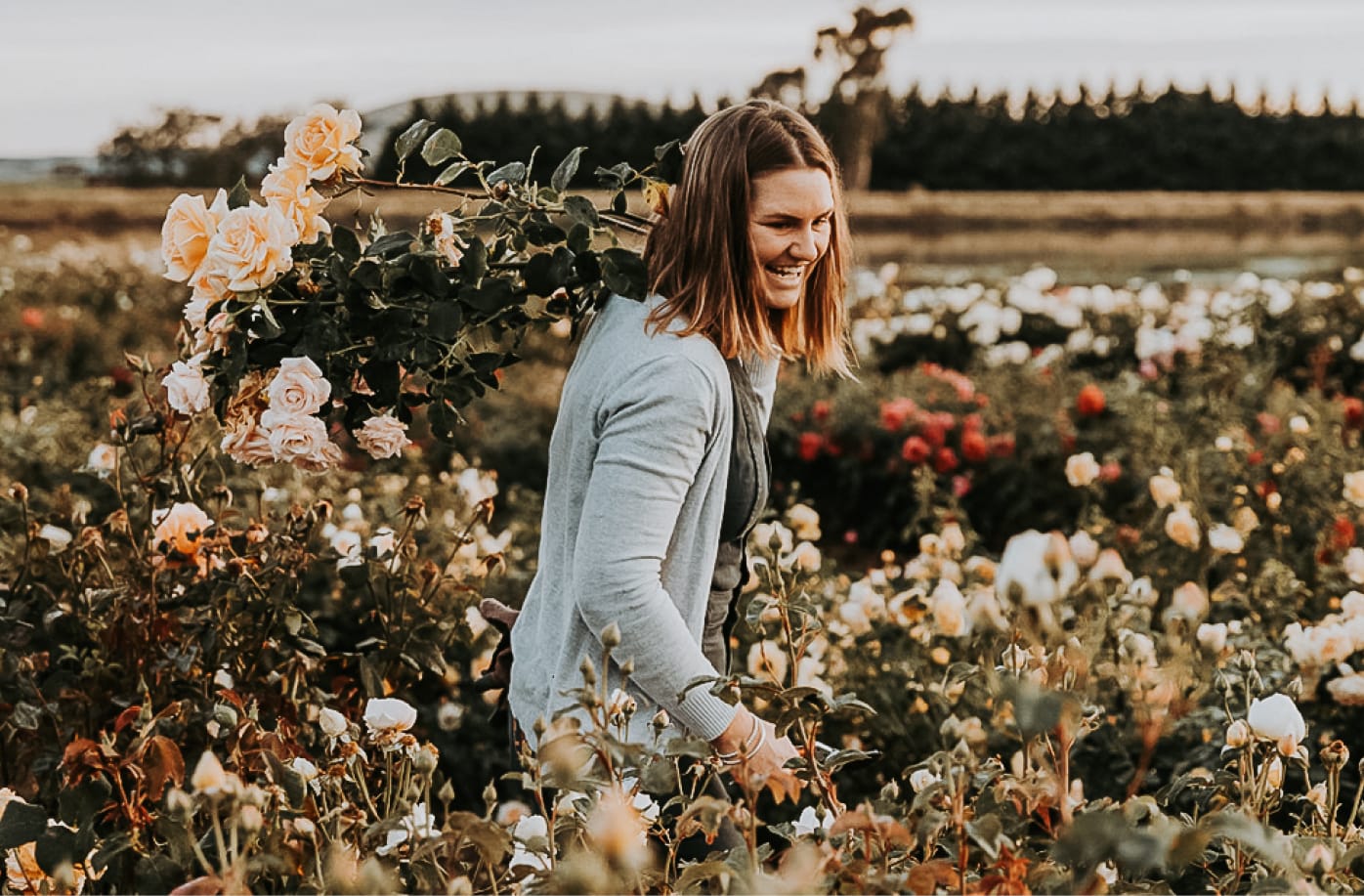 Your Comprehensive Guide to Roses