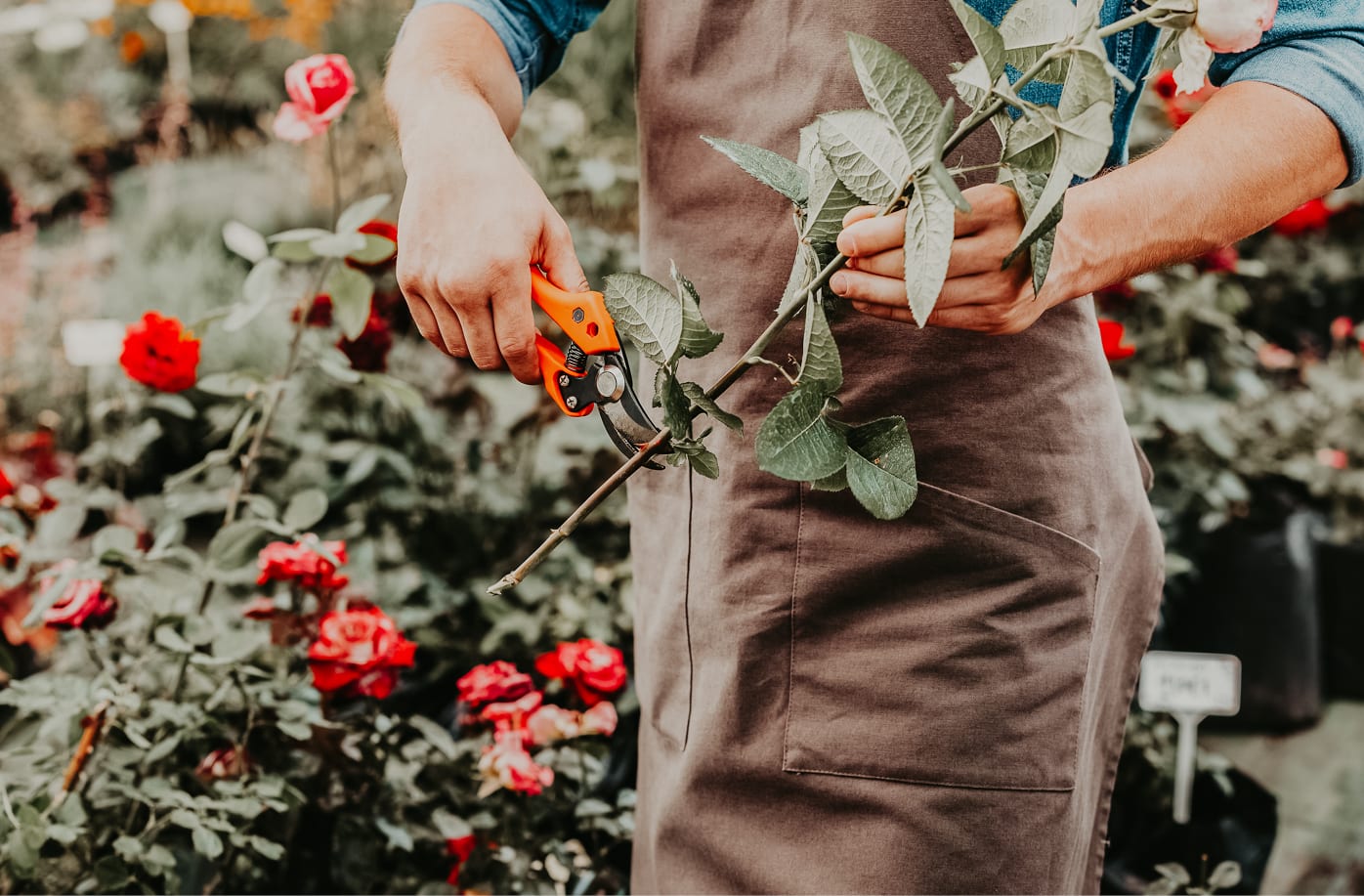 Your Comprehensive Guide to Roses