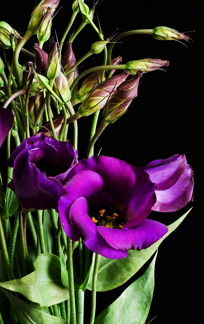 deep purple lisianthus