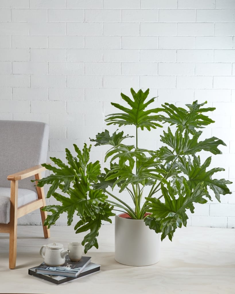 Philodendron Hope