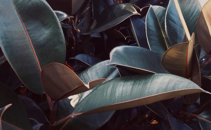 Common rubber plant problems